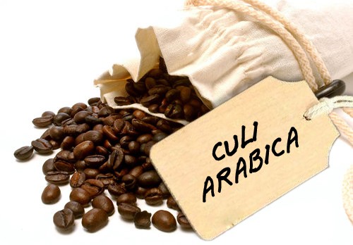 CÀ PHÊ ARABICA và CULI