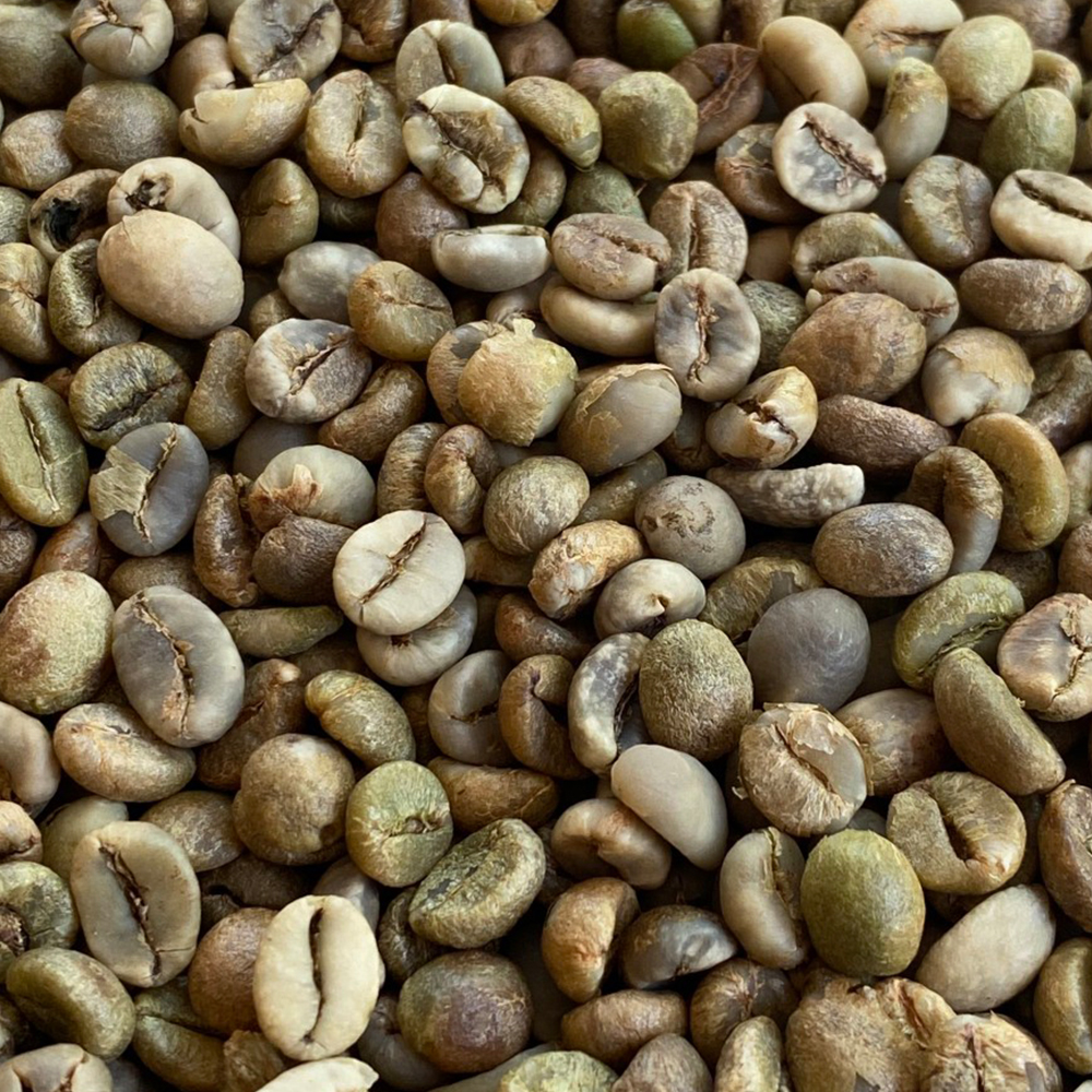 CÀ PHÊ NHÂN ROBUSTA S16