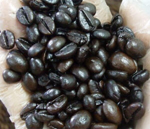 ROBUSTA BƠ SÀN 18