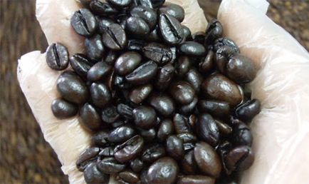 ROBUSTA BƠ SÀN 18